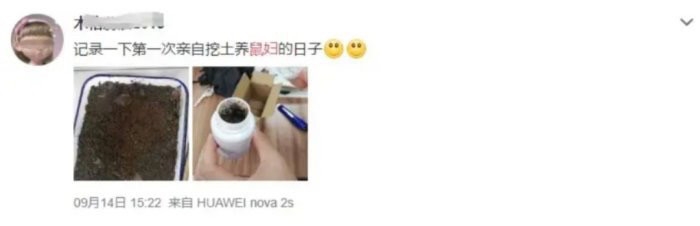 太惨了!昆明9万学生全城找鼠妇做实验,每人至少交10只鼠妇