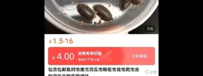 太惨了!昆明9万学生全城找鼠妇做实验,每人至少交10只鼠妇