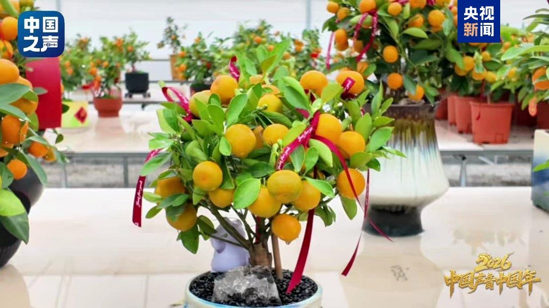 中国声音中国年丨这届年宵花比我会送祝福
