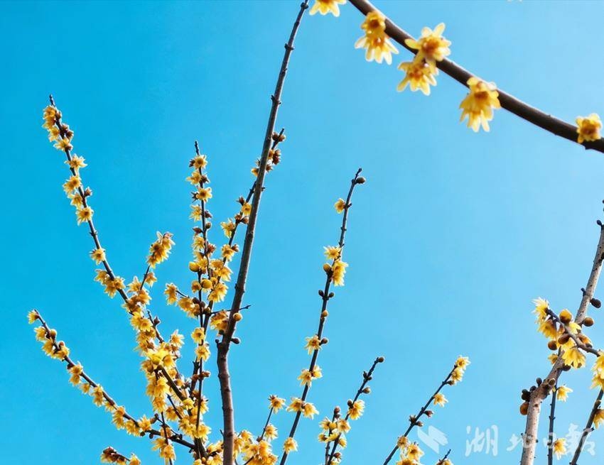  竹山县深河乡腊梅：凌寒独自开 暗香盈山间