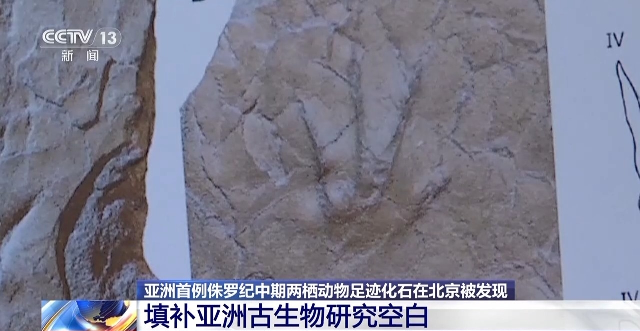 视频丨北京门头沟发现亚洲首例侏罗纪中期两栖动物足迹化石