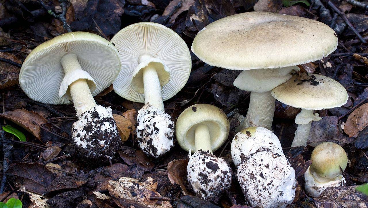 美加州死帽菇繁盛 4人误食死亡